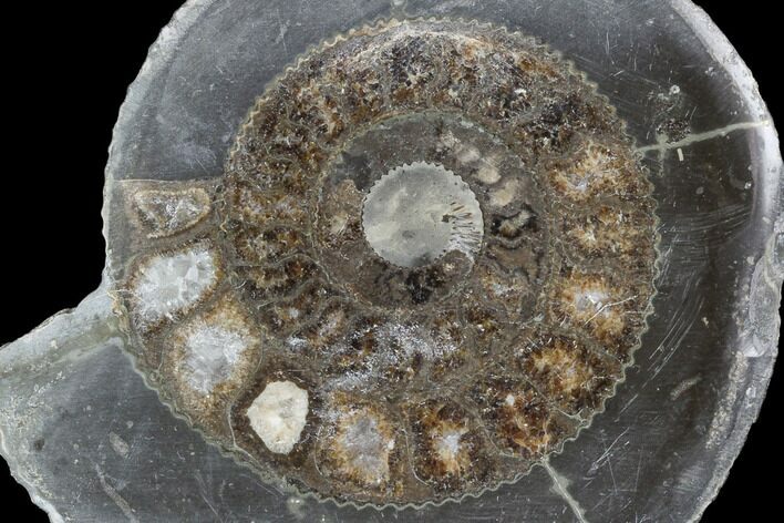 Polished Ammonite (Dactylioceras) Half - England #103785